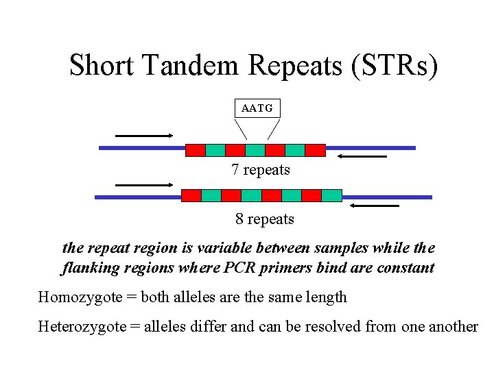 Short Tandem Repeats (STRs) AATG 7 repeats 8 repeats the repeat region is variable