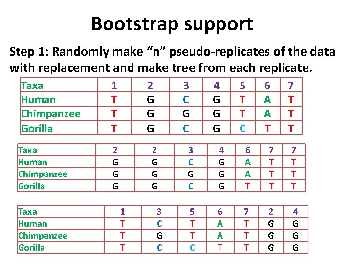 Bootstrap support Step 1: Randomly make “n” pseudo-replicates of the data with replacement and