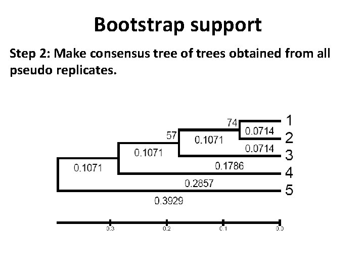 Bootstrap support Step 2: Make consensus tree of trees obtained from all pseudo replicates.