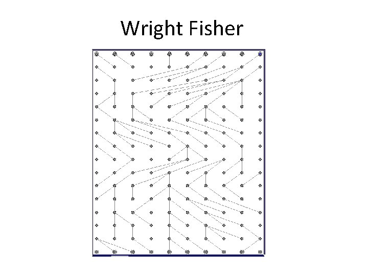 Wright Fisher 