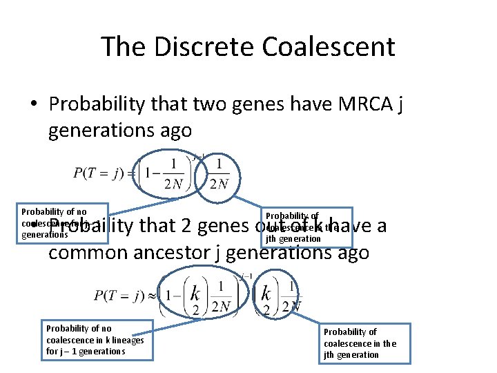 The Discrete Coalescent • Probability that two genes have MRCA j generations ago Probability