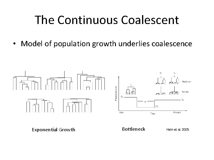 The Continuous Coalescent • Model of population growth underlies coalescence Exponential Growth Bottleneck Hein