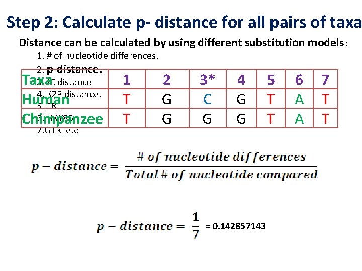 Step 2: Calculate p- distance for all pairs of taxa Distance can be calculated