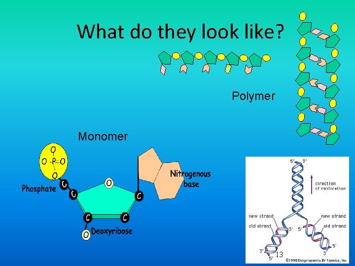 What do they look like? Polymer Monomer 13 