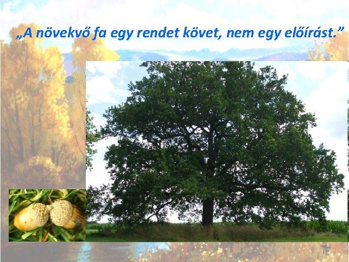 „A növekvő fa egy rendet követ, nem egy előírást. ” 