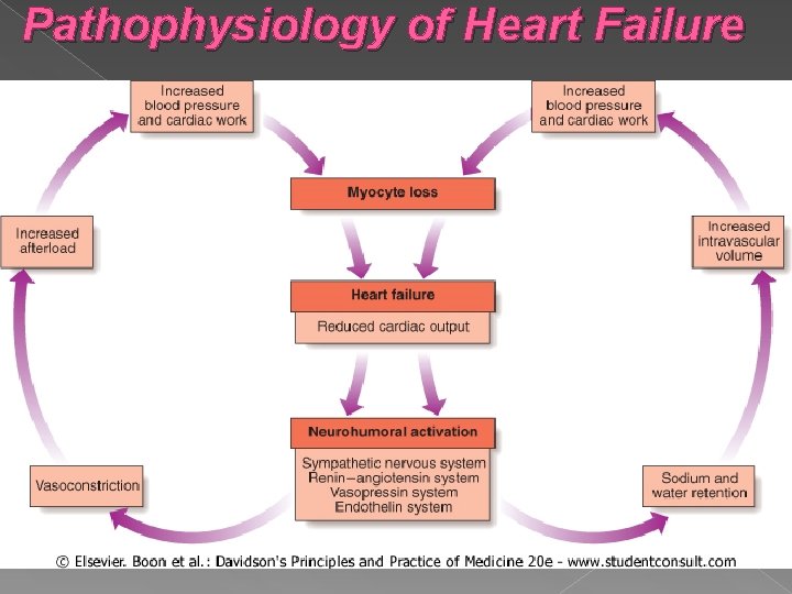 Pathophysiology of Heart Failure 