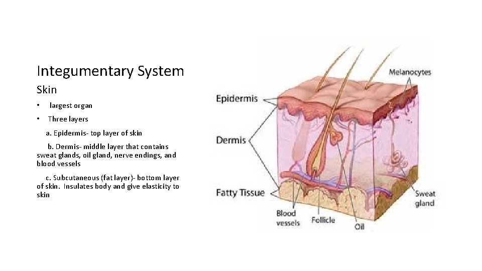 Integumentary System Skin • largest organ • Three layers a. Epidermis- top layer of