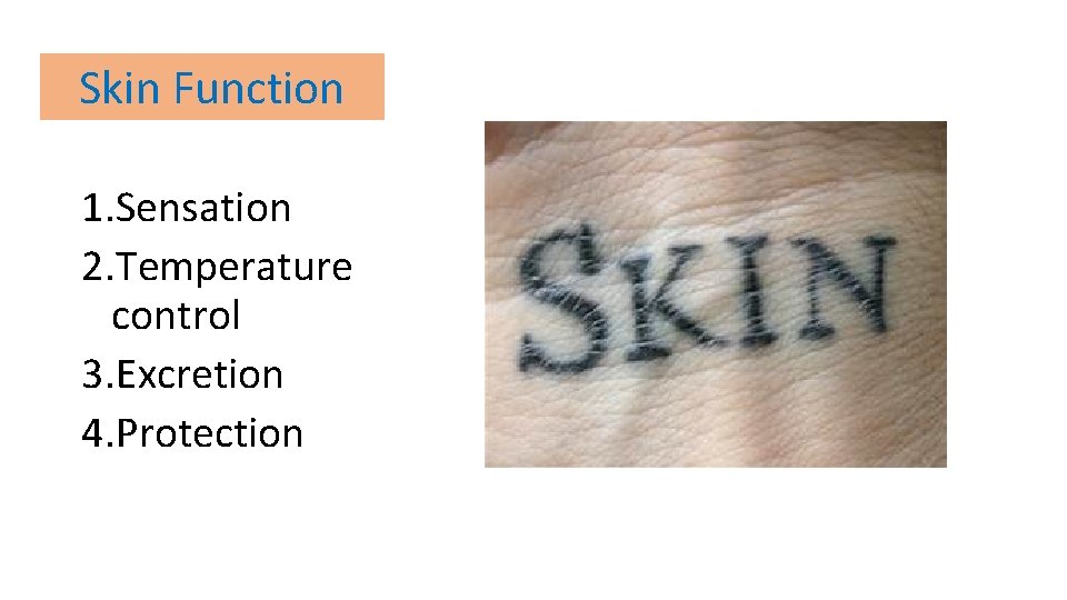 Skin Function 1. Sensation 2. Temperature control 3. Excretion 4. Protection 