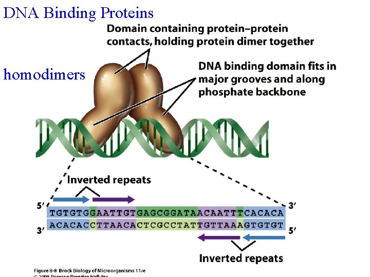 DNA Binding Proteins homodimers 