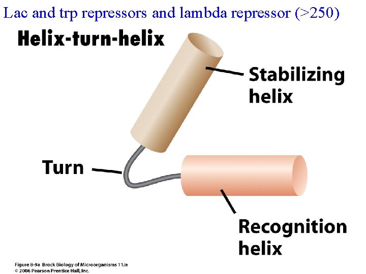 Lac and trp repressors and lambda repressor (>250) 