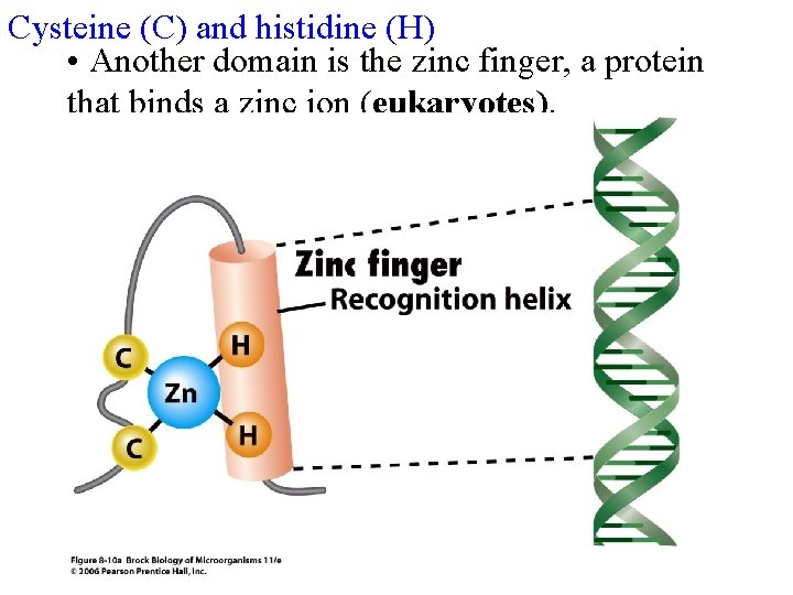 Cysteine (C) and histidine (H) • Another domain is the zinc finger, a protein