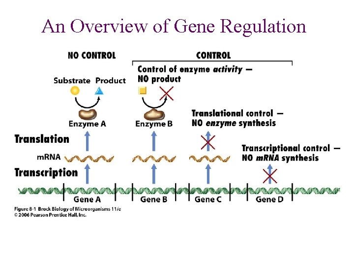 An Overview of Gene Regulation 