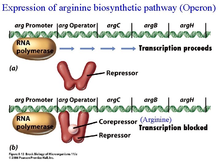 Expression of arginine biosynthetic pathway (Operon) (Arginine) 
