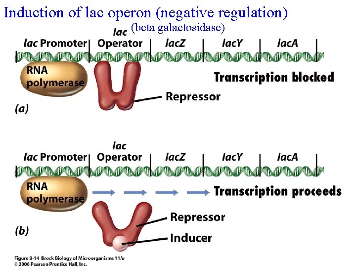 Induction of lac operon (negative regulation) (beta galactosidase) 