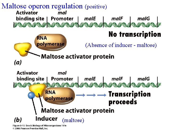Maltose operon regulation (positive) (Absence of inducer - maltose) (maltose) 