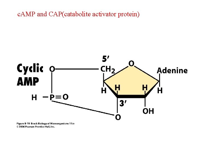 c. AMP and CAP(catabolite activator protein) 