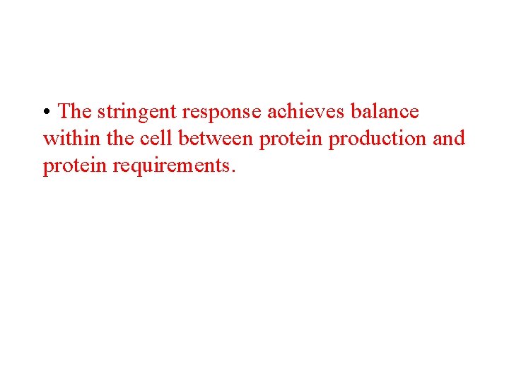  • The stringent response achieves balance within the cell between protein production and