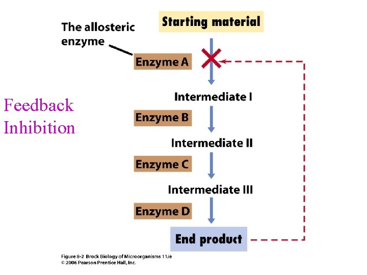 Feedback Inhibition 