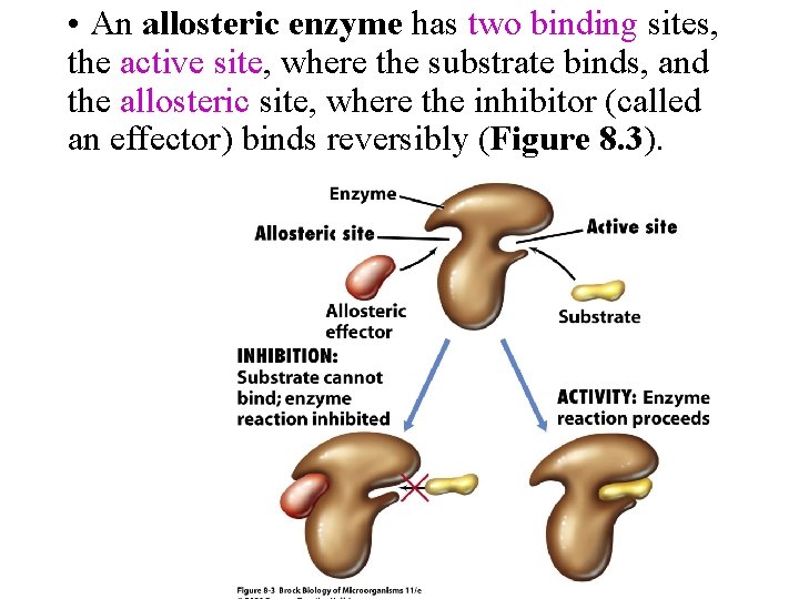  • An allosteric enzyme has two binding sites, the active site, where the