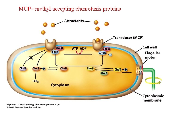 MCP= methyl accepting chemotaxis proteins 