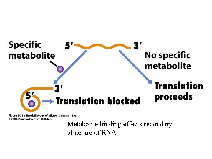 Metabolite binding effects secondary structure of RNA 