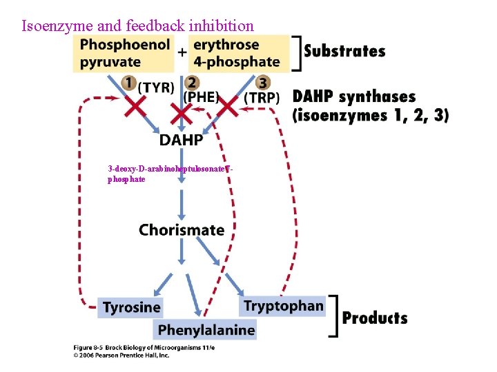 Isoenzyme and feedback inhibition 3 -deoxy-D-arabinoheptulosonate 7 phosphate 