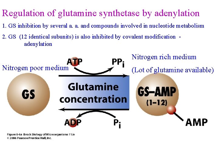 Regulation of glutamine synthetase by adenylation 1. GS inhibition by several a. a. and
