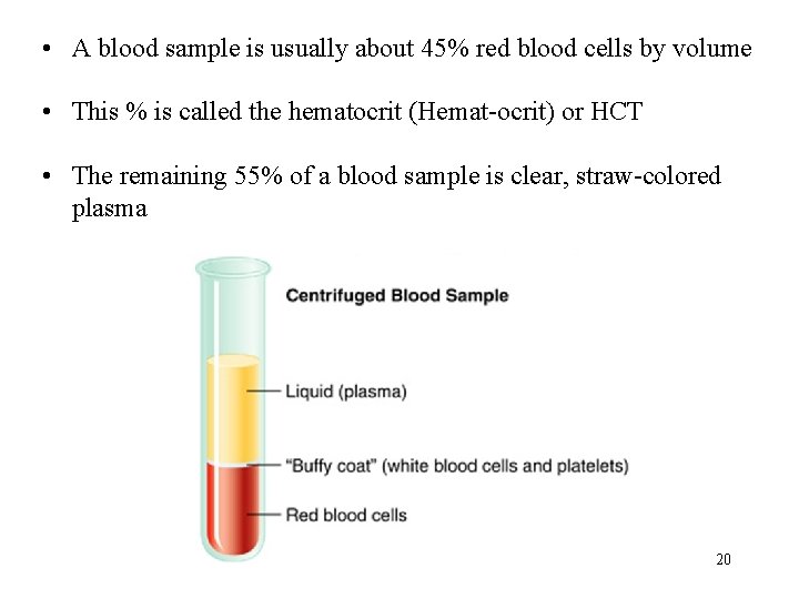  • A blood sample is usually about 45% red blood cells by volume