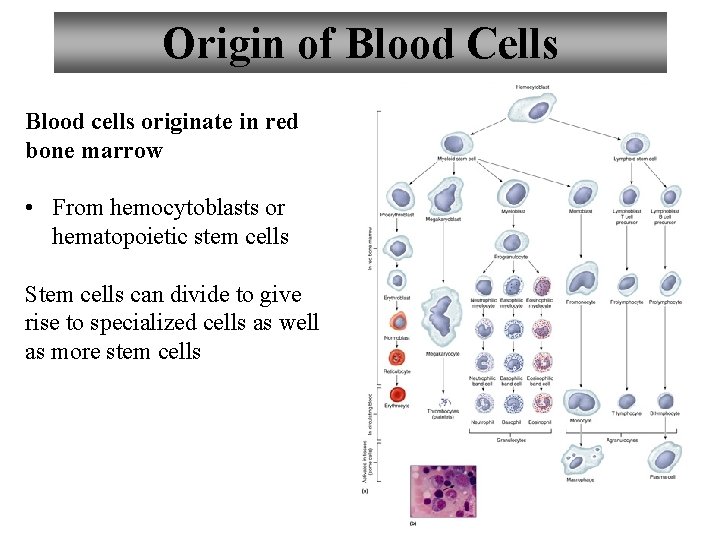 Origin of Blood Cells Blood cells originate in red bone marrow • From hemocytoblasts