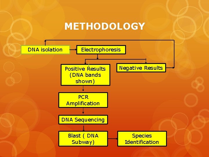 METHODOLOGY DNA isolation Electrophoresis Positive Results (DNA bands shown) Negative Results PCR Amplification DNA