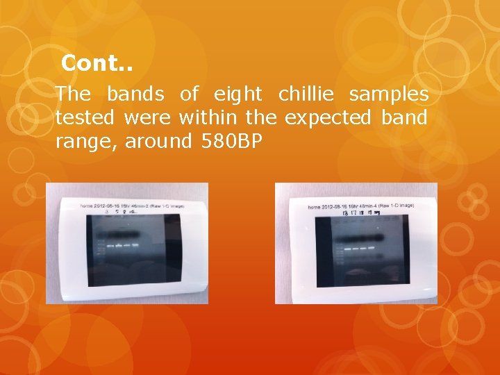 Cont. . The bands of eight chillie samples tested were within the expected band