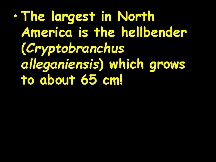  • The largest in North America is the hellbender (Cryptobranchus alleganiensis) which grows