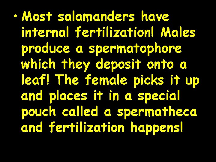  • Most salamanders have internal fertilization! Males produce a spermatophore which they deposit