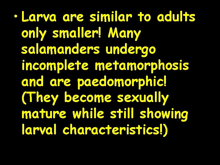  • Larva are similar to adults only smaller! Many salamanders undergo incomplete metamorphosis