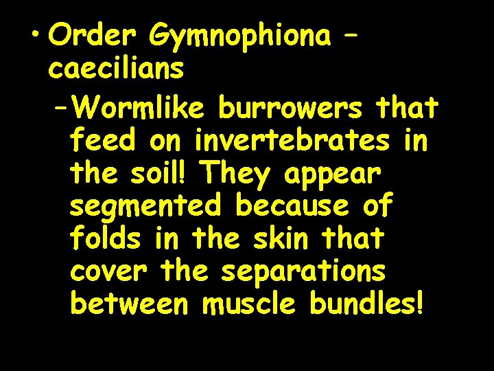  • Order Gymnophiona – caecilians – Wormlike burrowers that feed on invertebrates in