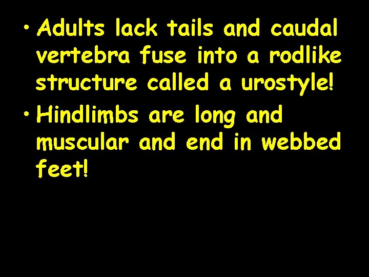  • Adults lack tails and caudal vertebra fuse into a rodlike structure called