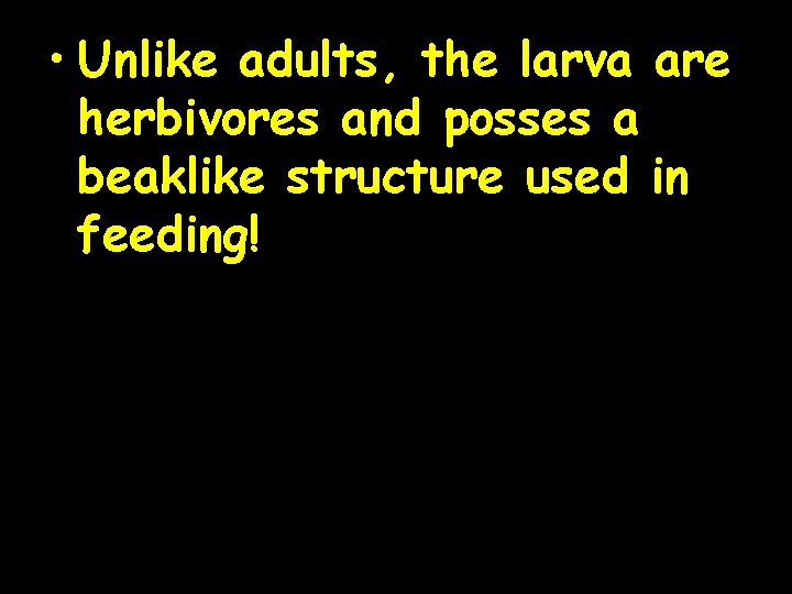  • Unlike adults, the larva are herbivores and posses a beaklike structure used