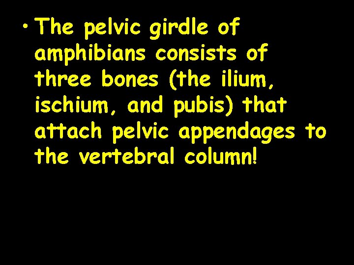  • The pelvic girdle of amphibians consists of three bones (the ilium, ischium,