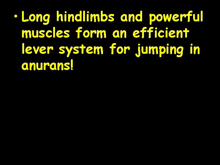  • Long hindlimbs and powerful muscles form an efficient lever system for jumping
