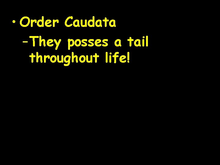  • Order Caudata – They posses a tail throughout life! 