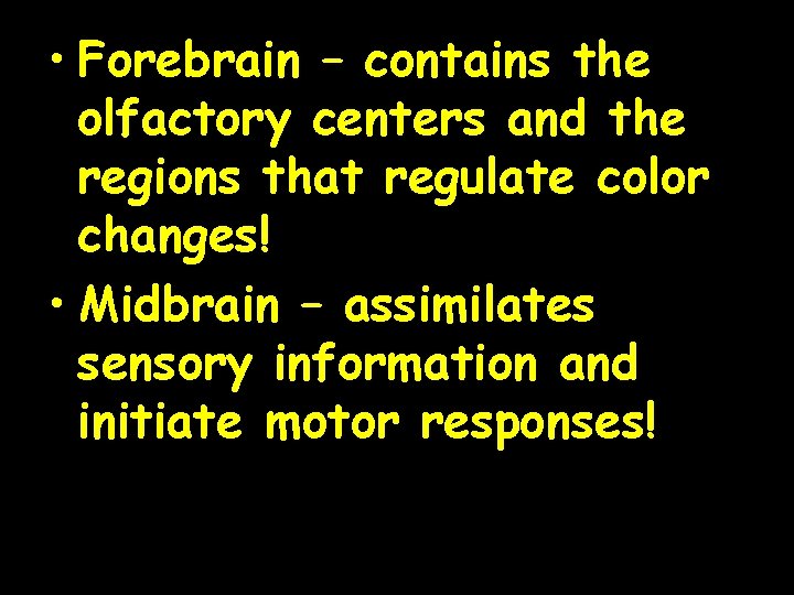  • Forebrain – contains the olfactory centers and the regions that regulate color