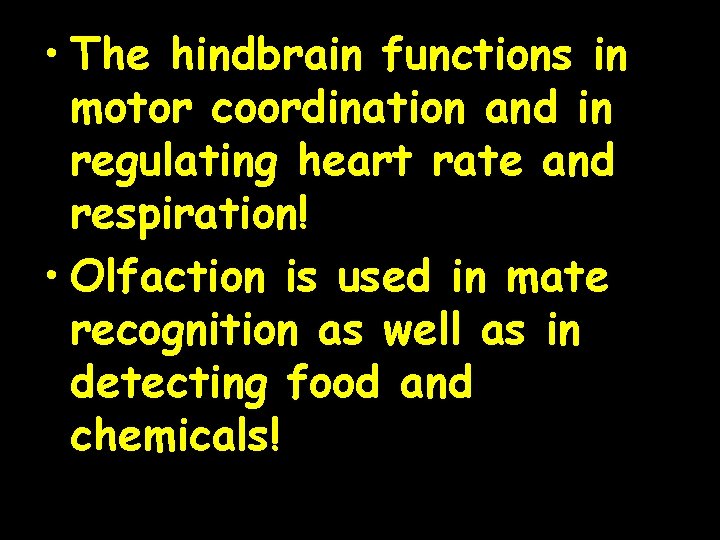  • The hindbrain functions in motor coordination and in regulating heart rate and