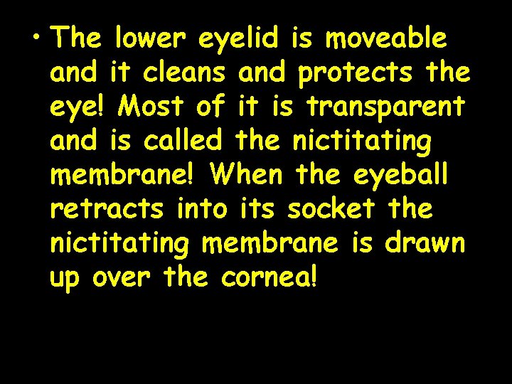  • The lower eyelid is moveable and it cleans and protects the eye!