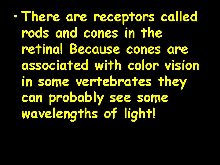  • There are receptors called rods and cones in the retina! Because cones