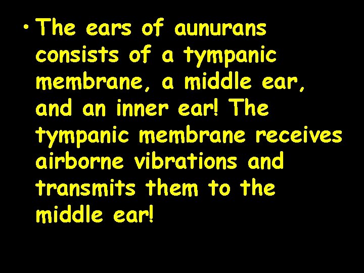  • The ears of aunurans consists of a tympanic membrane, a middle ear,