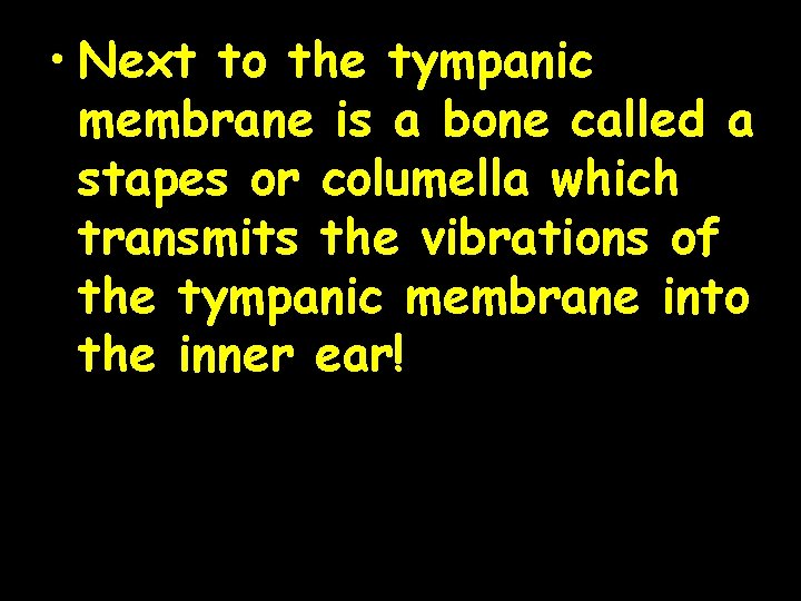  • Next to the tympanic membrane is a bone called a stapes or