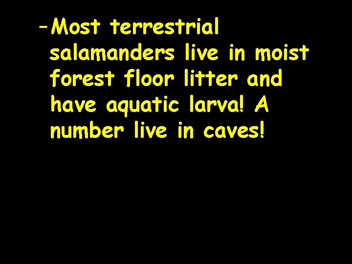 – Most terrestrial salamanders live in moist forest floor litter and have aquatic larva!