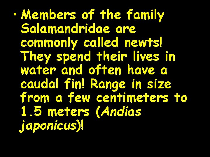  • Members of the family Salamandridae are commonly called newts! They spend their