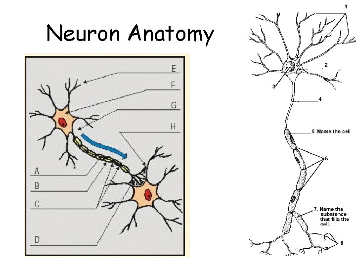 Neuron Anatomy 