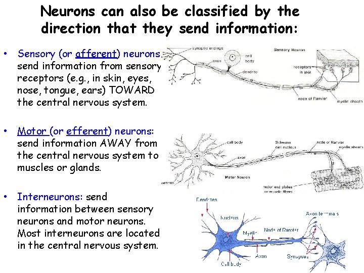 Neurons can also be classified by the direction that they send information: • Sensory
